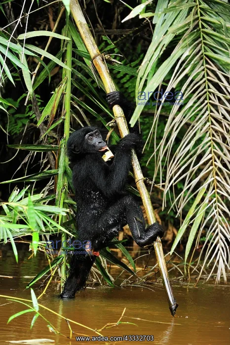 : Bonobo / Pygmy Chimpanzee / Dwarf Chimpanzee / Gracile : Bonobo / Pygmy Chimpanzee / Dwarf Chimpanzee / Gracile