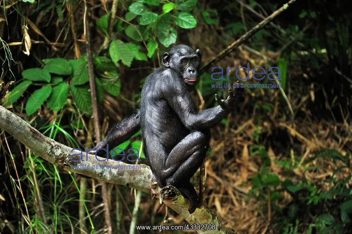 : Bonobo / Pygmy Chimpanzee / Dwarf Chimpanzee / Gracile : Bonobo / Pygmy Chimpanzee / Dwarf Chimpanzee / Gracile