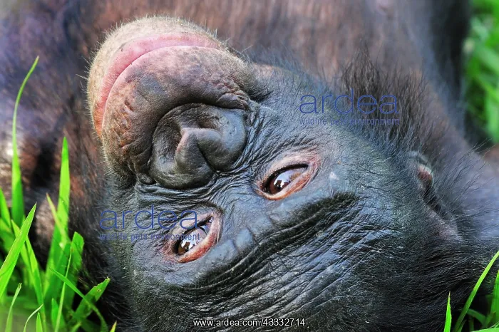 : Bonobo / Pygmy Chimpanzee / Dwarf Chimpanzee / Gracile : Bonobo / Pygmy Chimpanzee / Dwarf Chimpanzee / Gracile