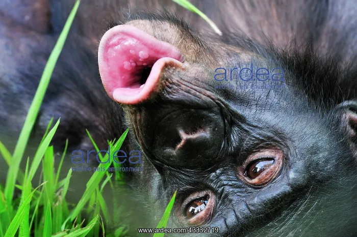 : Bonobo / Pygmy Chimpanzee / Dwarf Chimpanzee / Gracile : Bonobo / Pygmy Chimpanzee / Dwarf Chimpanzee / Gracile