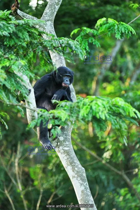 : Bonobo / Pygmy Chimpanzee / Dwarf Chimpanzee / Gracile : Bonobo / Pygmy Chimpanzee / Dwarf Chimpanzee / Gracile
