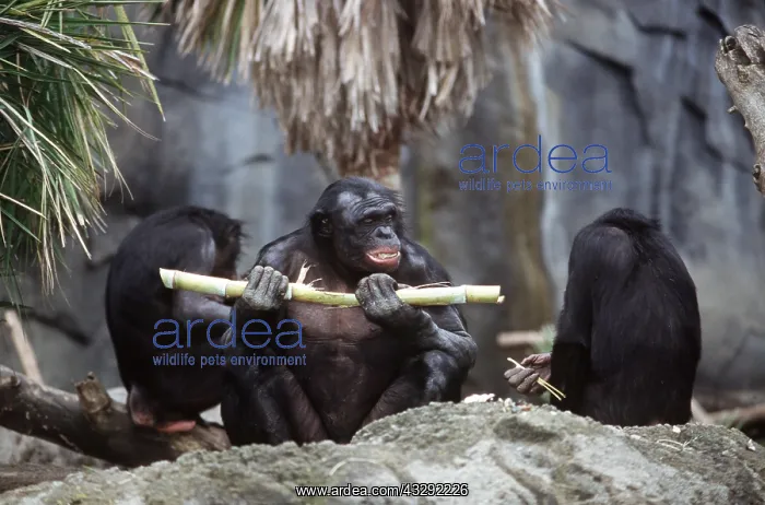 : Bonobo / Pygmy CHIMPANZEE - eating sugar cane : Bonobo / Pygmy CHIMPANZEE - eating sugar cane