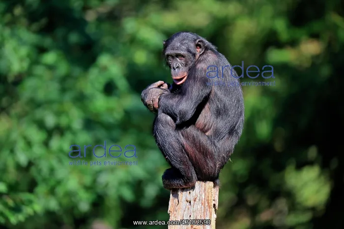 : Bonobo, pygmy chimpanzee (Pan Paniscus), adult : Bonobo, pygmy chimpanzee (Pan Paniscus), adult