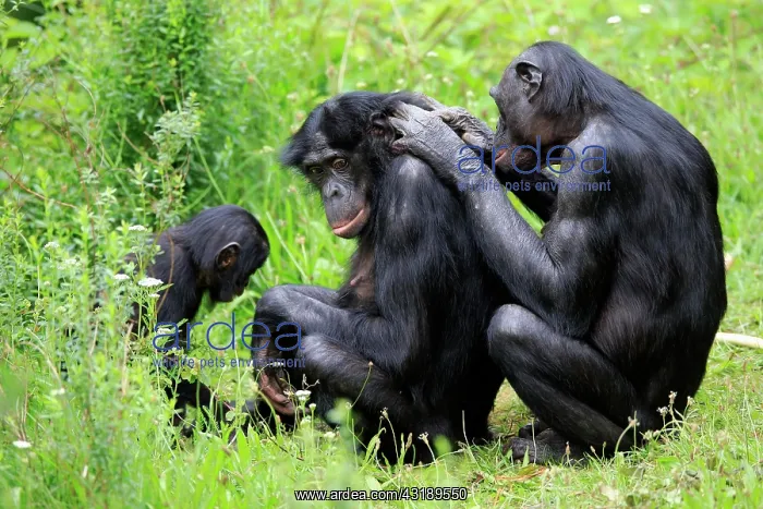 : Bonobo, pygmy chimpanzee (Pan Paniscus), adult : Bonobo, pygmy chimpanzee (Pan Paniscus), adult