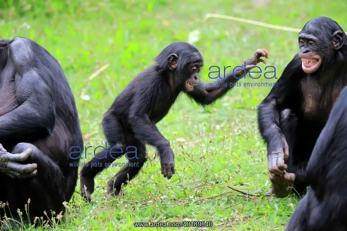 : Bonobo, pygmy chimpanzee (Pan Paniscus), juvenile : Bonobo, pygmy chimpanzee (Pan Paniscus), juvenile