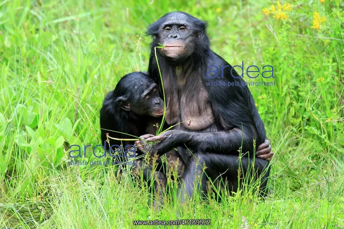 : Bonobo, pygmy chimpanzee (Paniscus), adult, female : Bonobo, pygmy chimpanzee (Paniscus), adult, female