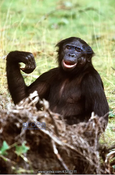 : Bonobo / Pygmy CHIMPANZEE - portrait : Bonobo / Pygmy CHIMPANZEE - portrait