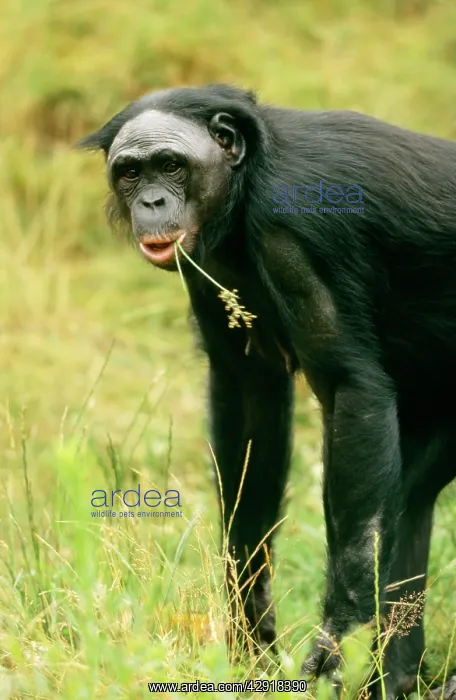 : Bonobo / Pygmy CHIMPANZEE - side view : Bonobo / Pygmy CHIMPANZEE - side view