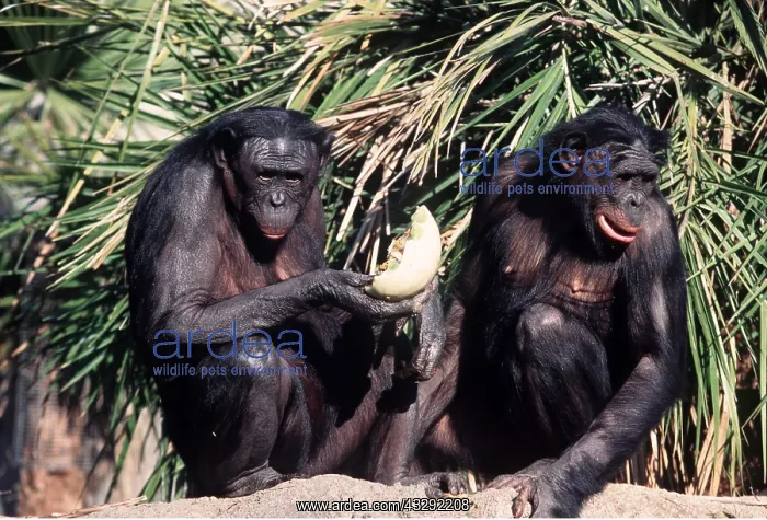 : Bonobo / Pygmy CHIMPANZEE - x two, holding melon : Bonobo / Pygmy CHIMPANZEE - x two, holding melon