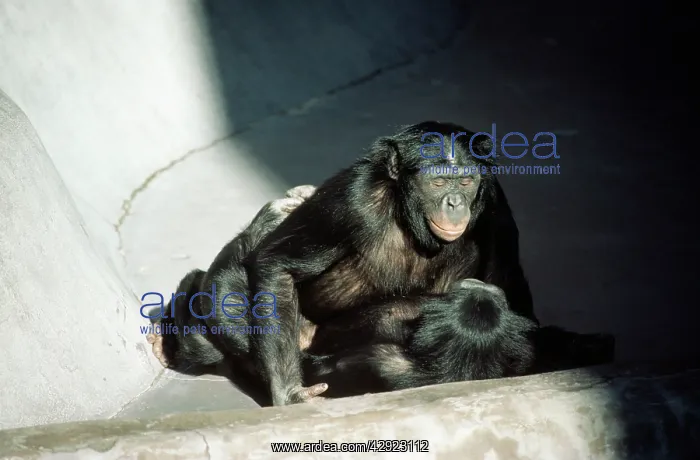  : Bonobo  /  pygmy CHIMPANZEES - Copulating, male on top