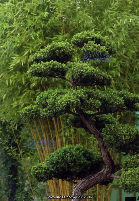 : Bonsai, Japanese yew, Taxus cuspidata : Bonsai, Japanese yew, Taxus cuspidata