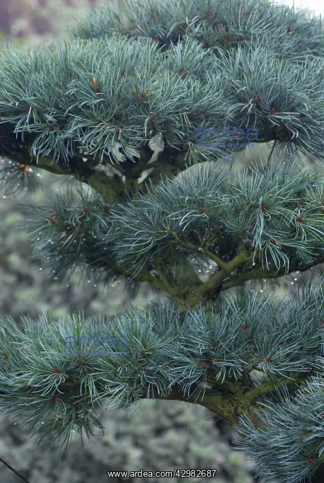 : Bonsai, Japanese white pine, Pinus parviflora : Bonsai, Japanese white pine, Pinus parviflora