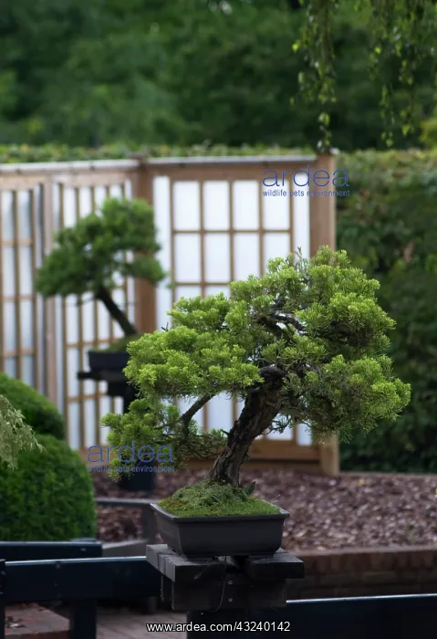 : Bonsai, Chinese juniper, Juniperus sinensis San Jose : Bonsai, Chinese juniper, Juniperus sinensis San Jose