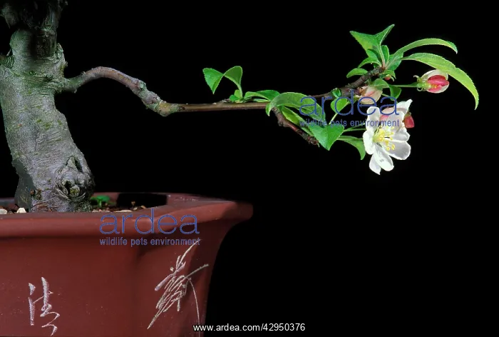 : Bonsai Apple-tree : Bonsai Apple-tree
