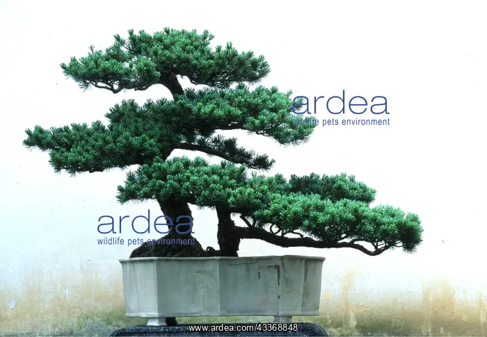 : BONSAI GARDEN - mostly pines : BONSAI GARDEN - mostly pines