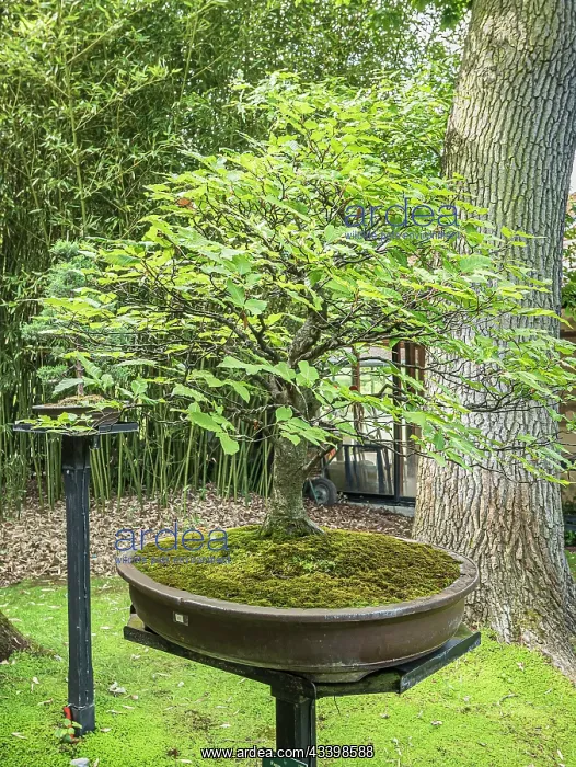 : Bonsai, Japanese Beech, Fagus crenata : Bonsai, Japanese Beech, Fagus crenata