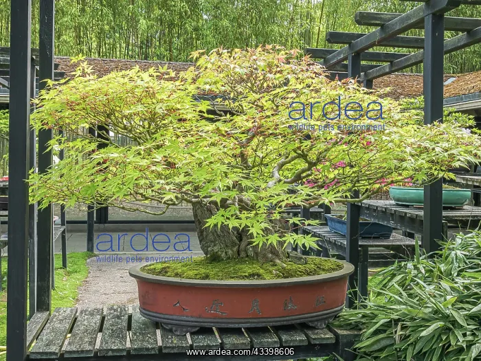 : Bonsai, Japanese maple, Acer palmatum, Parc floral : Bonsai, Japanese maple, Acer palmatum, Parc floral