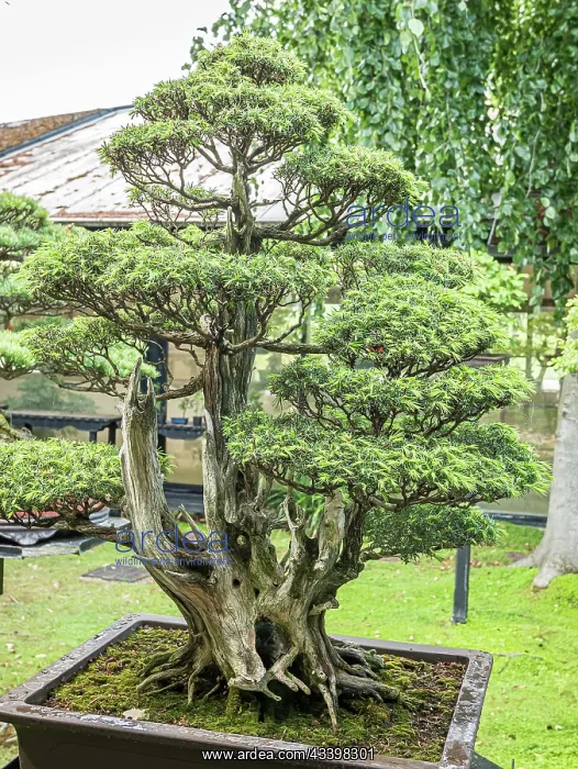 : Bonsai, Japanese white Pine, Pinus parviflora var : Bonsai, Japanese white Pine, Pinus parviflora var
