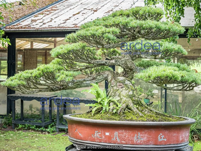 : Bonsai, Japanese white Pine, Pinus parviflora var : Bonsai, Japanese white Pine, Pinus parviflora var