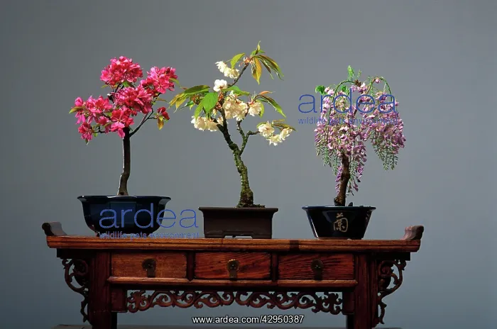 : Bonsai - (left to right) Malus, Japanese Peach : Bonsai - (left to right) Malus, Japanese Peach