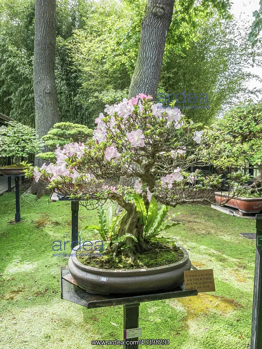 : Bonsai, Rhododendron indicum Asahi-no-Hikari : Bonsai, Rhododendron indicum Asahi-no-Hikari