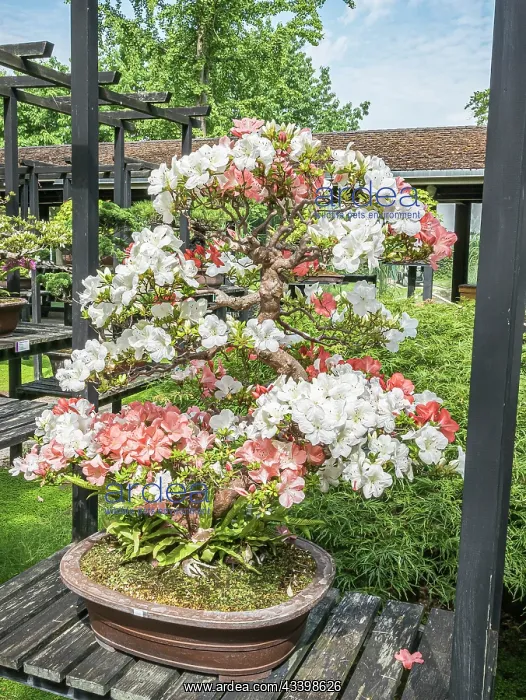 : Bonsai, Satsuki Azalea, Rhododendron indicum, in bloom : Bonsai, Satsuki Azalea, Rhododendron indicum, in bloom