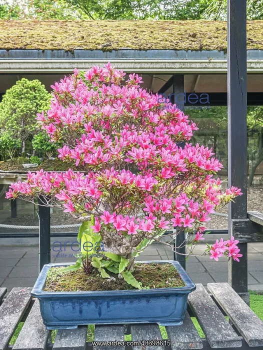 : Bonsai, Satsuki Azalea, Rhododendron indicum Korin : Bonsai, Satsuki Azalea, Rhododendron indicum Korin