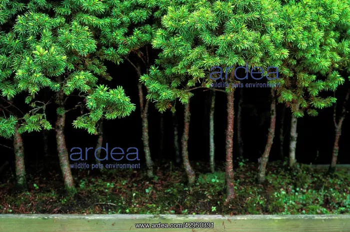 : Bonsai Spruce Forest Trunks - Yose-ue style, 12 : Bonsai Spruce Forest Trunks - Yose-ue style, 12