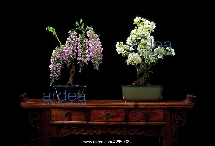 : Bonsai wisteria and apple trees (Malus cerasifera) : Bonsai wisteria and apple trees (Malus cerasifera)
