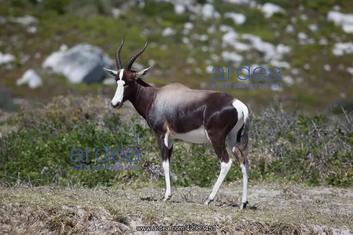 : Bontebok (Damaliscus pygargus). - Olifantsbos Nature Reserve - : Bontebok (Damaliscus pygargus). - Olifantsbos Nature Reserve -