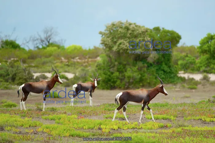  : Bontebok De Hoop Nature Reserve, South Africa (Damaliscus pygargus)