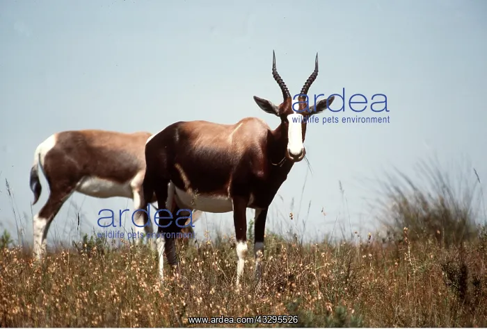 : BONTEBOK : BONTEBOK