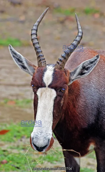 : Bontebok / Blesbok : Bontebok / Blesbok