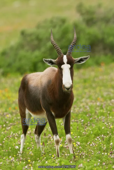 : Bontebok - feeding in flowery grassland. western : Bontebok - feeding in flowery grassland. western