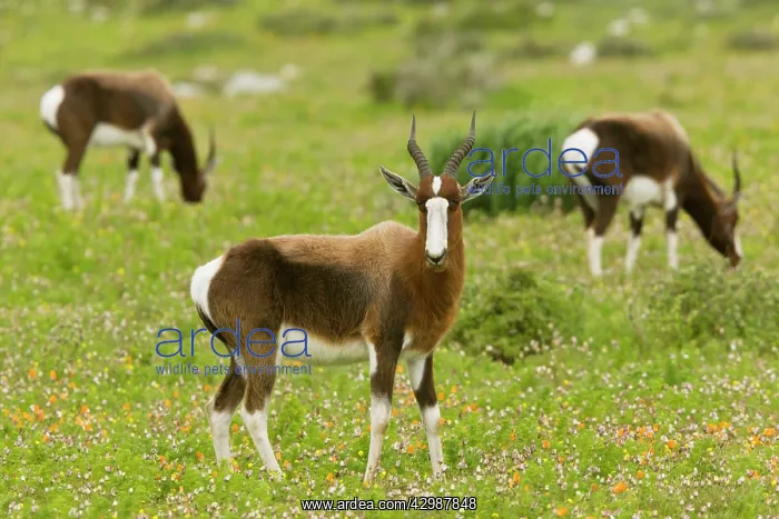 : Bontebok. feeding in flowery grassland - western : Bontebok. feeding in flowery grassland - western