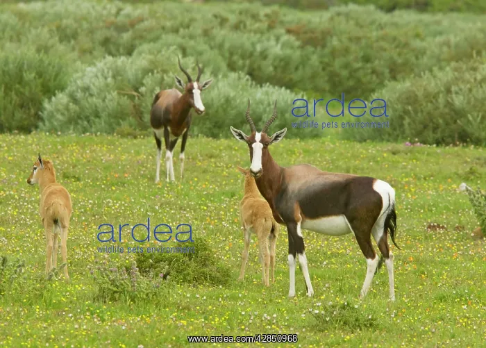 : Bontebok - female and young : Bontebok - female and young