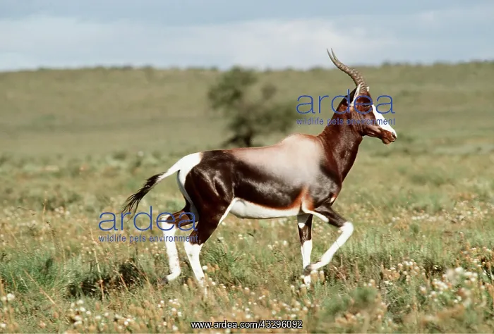  : BONTEBOK - with glossy coat