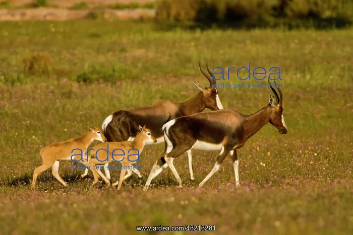 : Bontebok, a rare antelope, at Bushman's : Bontebok, a rare antelope, at Bushman's