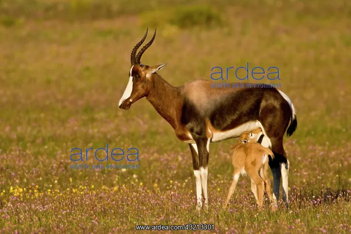 : Bontebok, a rare antelope, at Bushman's : Bontebok, a rare antelope, at Bushman's