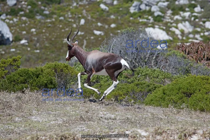 : Bontebok - running : Bontebok - running