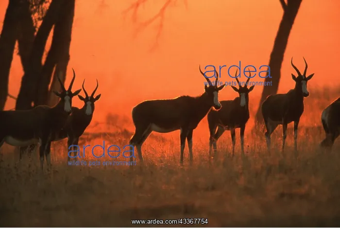 : BONTEBOK x five at sunset : BONTEBOK x five at sunset