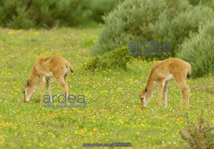 : Bontebok - young grazing : Bontebok - young grazing