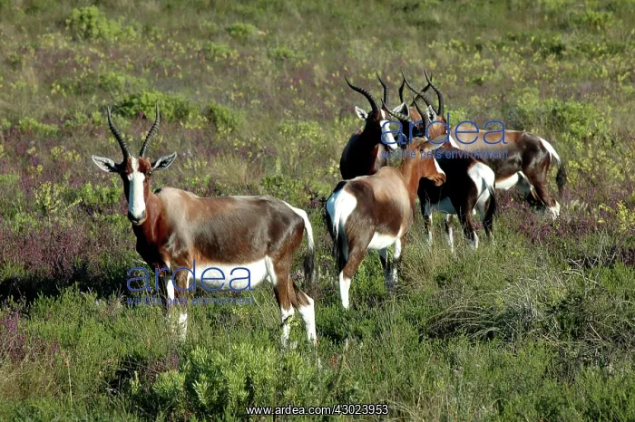 : Bonteboks amongst fynbos : Bonteboks amongst fynbos