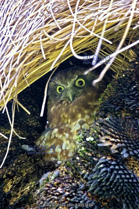 : Boobook Owl : Boobook Owl