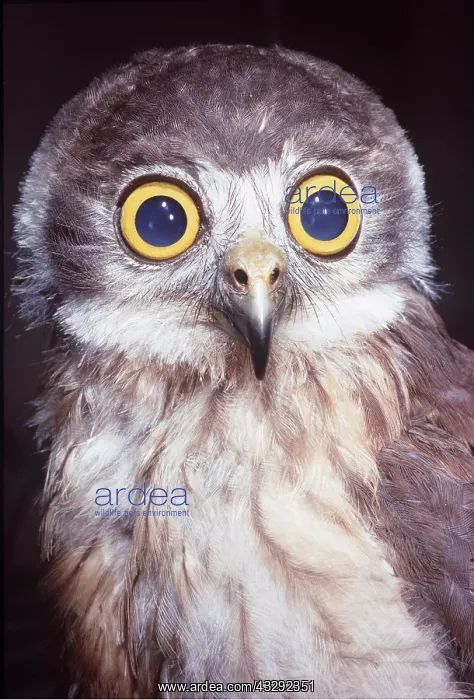  : BOOBOOK OWL - close-up of head and shoulders