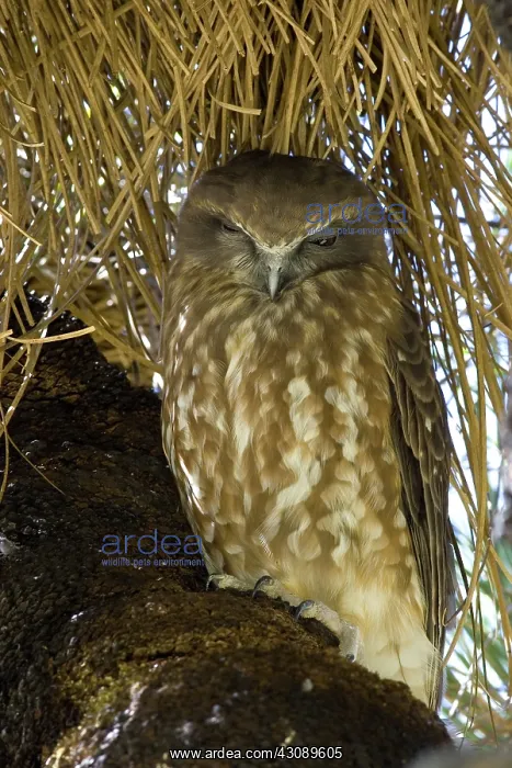 : Boobook owl day roosting : Boobook owl day roosting