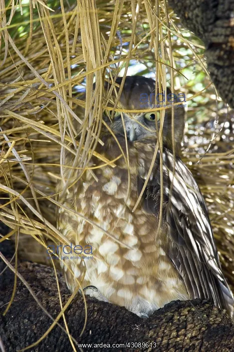 : Boobook owl day roosting : Boobook owl day roosting