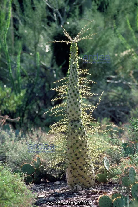 : BOOJUM TREE - Cirio or Idria : BOOJUM TREE - Cirio or Idria