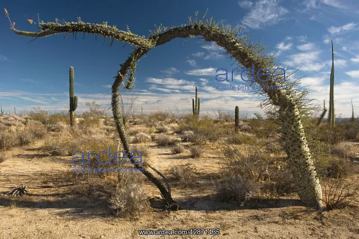: Boojum trees / Cirio : Boojum trees / Cirio