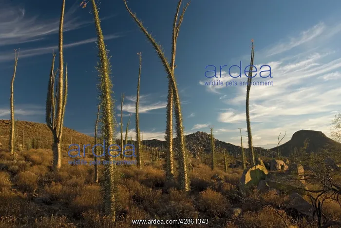 : Boojum trees in the desert, Baja California : Boojum trees in the desert, Baja California